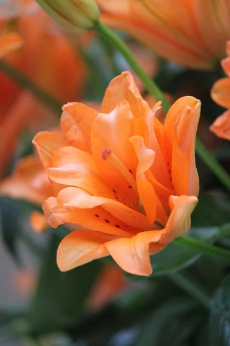 Oranje de kleur van Nederland, boeketcadeau.nl